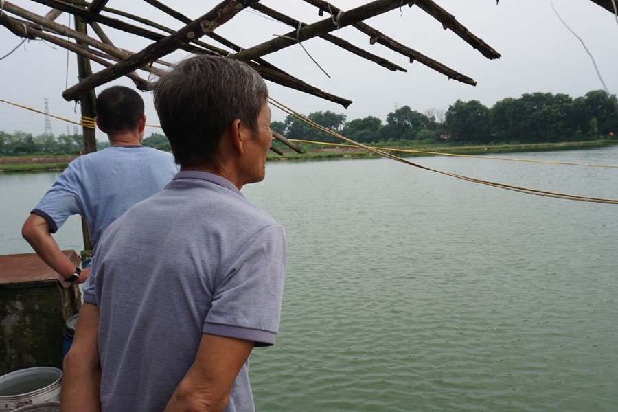 Với diện tích gần 2.000m2 mặt nước hồ cá, ông Lừng cho biết đang nuôi sống gần 10 người trong gia đình, sau này bị thu hồi sẽ không biết làm gì để sống.