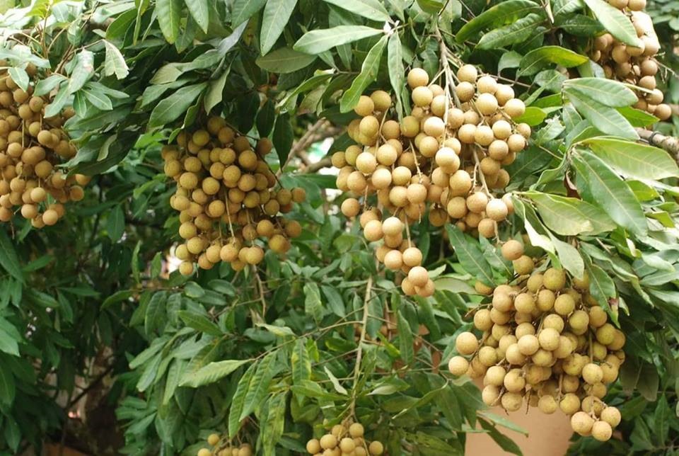 Theo tính toán của tỉnh Hưng Yên, khoảng 15-20 ngày tới, mới bước vào vụ thu hoạch nhãn rộ.