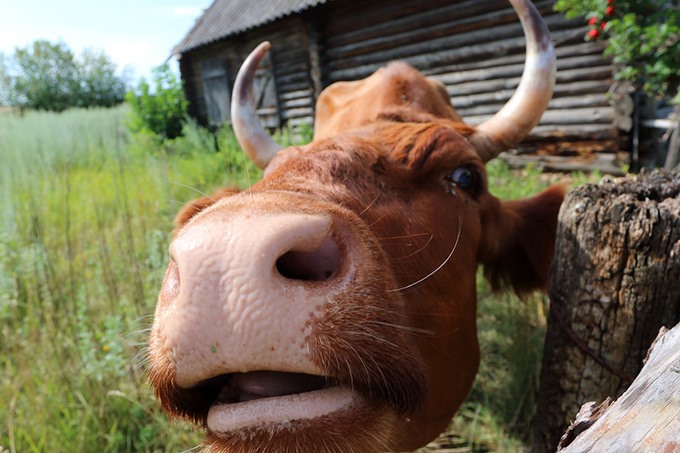 Nếu trong trang trại của bạn có bò, dê, bạn sẽ cần vắt sữa và cho chúng ăn.