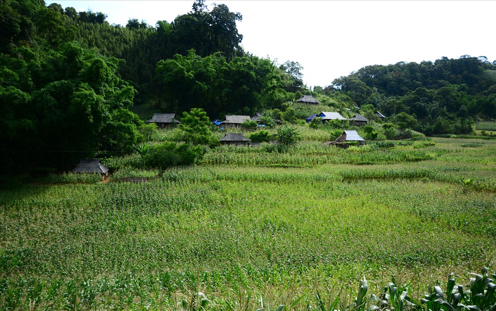 Bản nhà sàn truyền thống của người Thái giữa núi rừng, nương ngô.