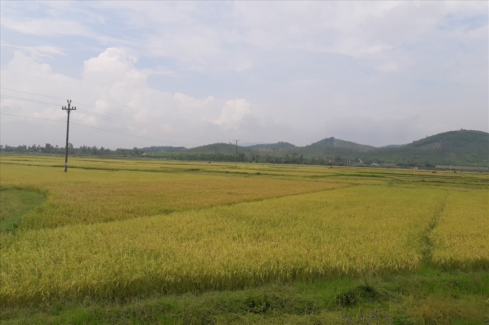 Cánh đồng lúa thôn Quang Trung đã chín nhưng chỉ biết trông chờ vào chiếc máy gặt duy nhất mà đối tượng có tiền án kết nối đưa về. Ảnh: TRẦN TUẤN