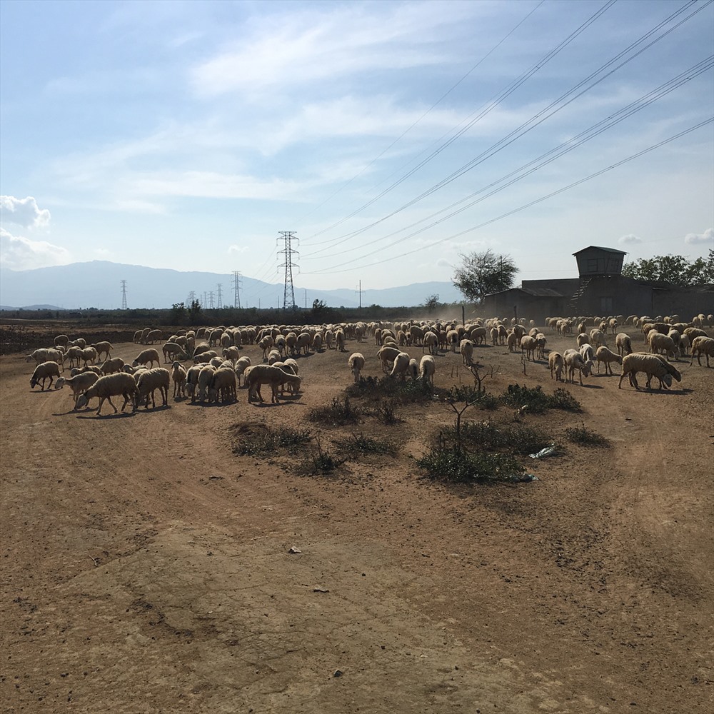  Một trang trại cừu giữa vùng đất khô cằn, chỉ có cây bụi và ...bụi. Ảnh: instagram 