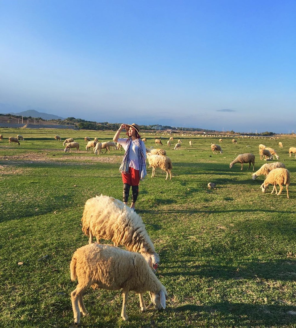Cừu có bộ lông bết và còn có mùi hôi. Bạn có thể thuê người tắm cho cừu để ôm chúng và chụp hình. Ảnh: instagram