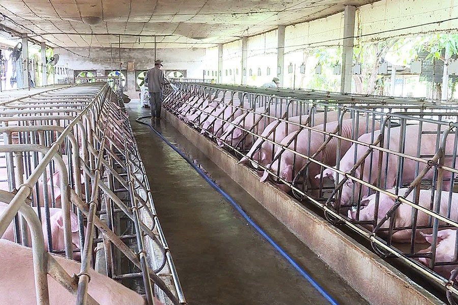 Ngành nông nghiệp khuyến cáo các địa phương, đặc biệt là các trang trại cần đẩy mạnh giám sát an toàn dịch bệnh, đề phòng bệnh DTLCP xâm nhiễm vào nước ta. Ảnh: PV