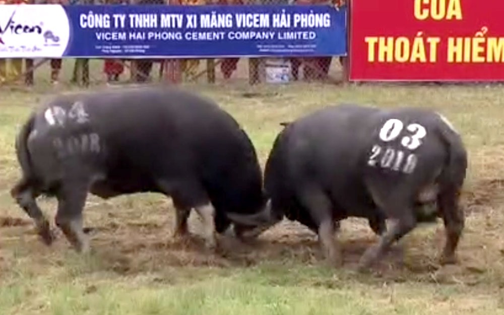 Khoảng khắc đẹp trong trận đấu. Ảnh: CTV.