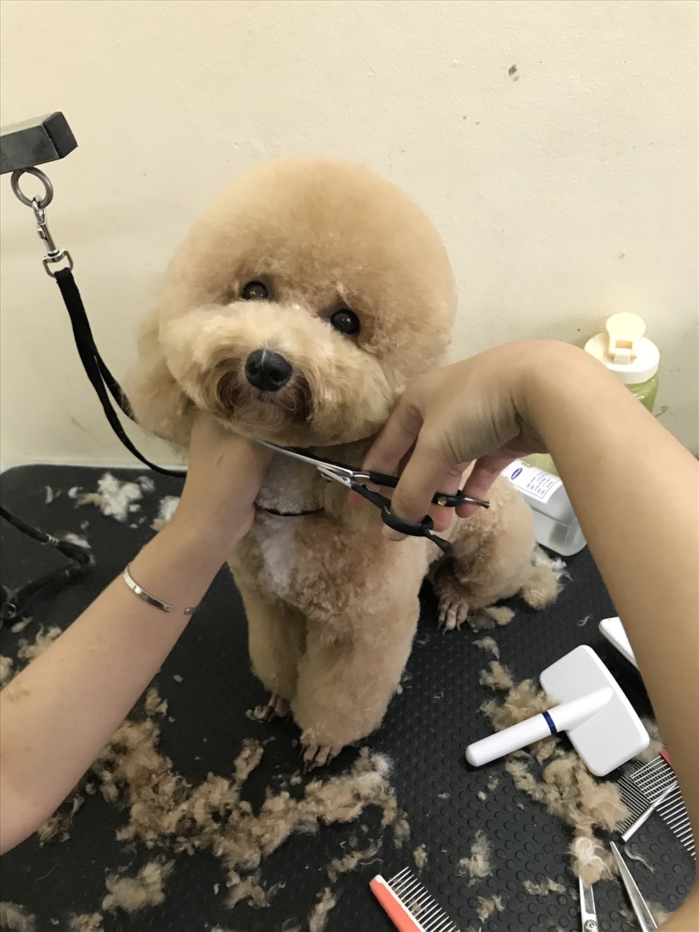 Giá dịch vụ tùy thuộc vào cân nặng và các yêu cầu của khách hàng.