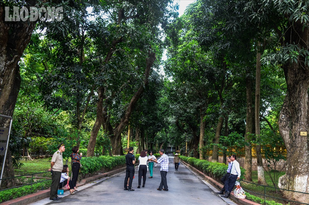 Tại lăng chủ tịch có một con đường trồng xoài hai bên và người ta gọi đó là đường xoài lăng Bác.