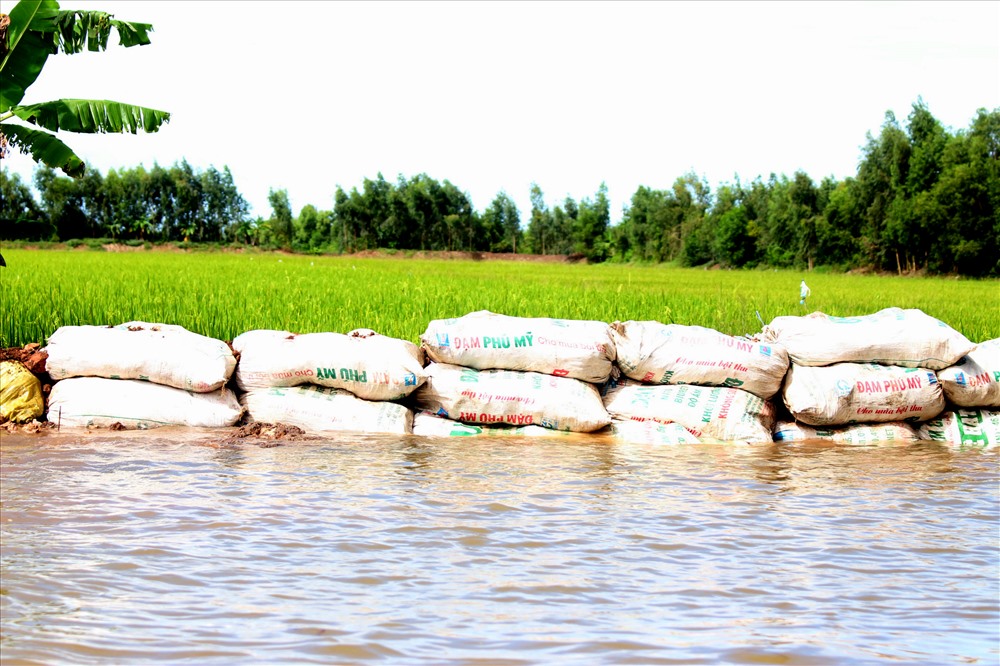 Có nơi tận dụng bao đã qua sử dụng để vô đất làm vật chắn.... Ảnh: Lục Tùng