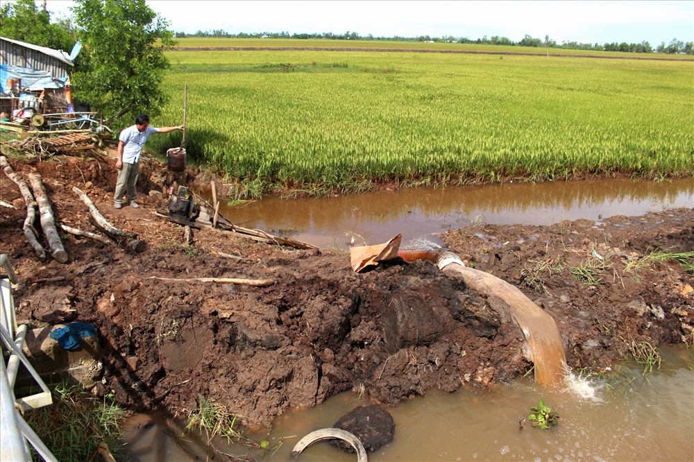 Địa phương phải huy động tất cả các phượng tiện tháo nước cứu lúa từ máy sử dụng nhiên liệu... Ảnh: Lục Tùng