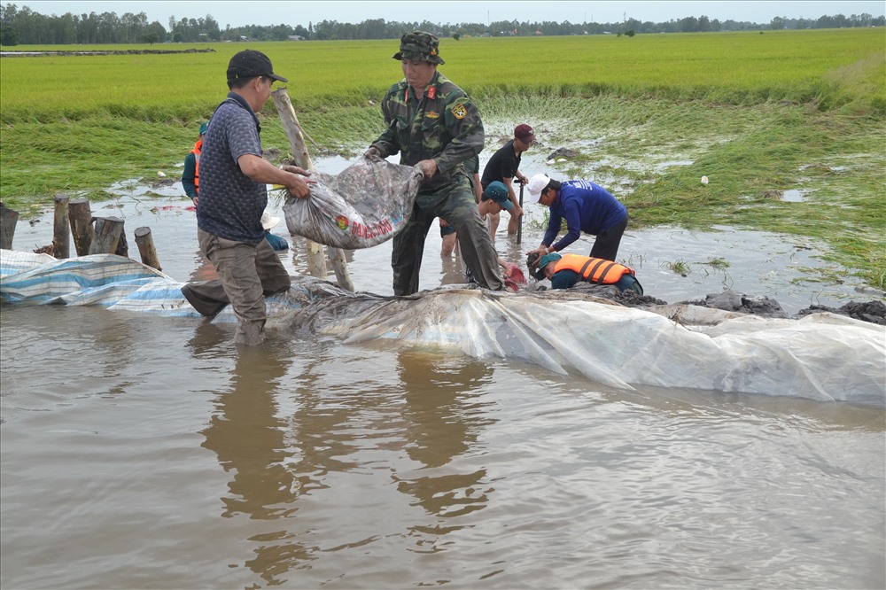 và cả lực lượng bộ đôi, biên phòng cũng được huy động đến bảo vệ đê bao giữ lúa. Ảnh: Lục Tùng