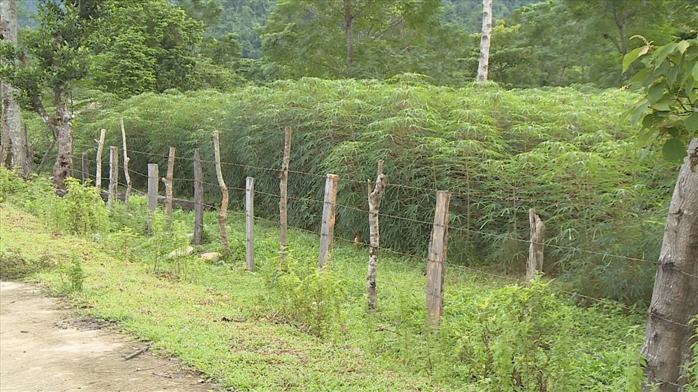 Nguồn thu nhập chính của những hộ dân này là chăn nuôi và trồng các loại cây ngắn ngày