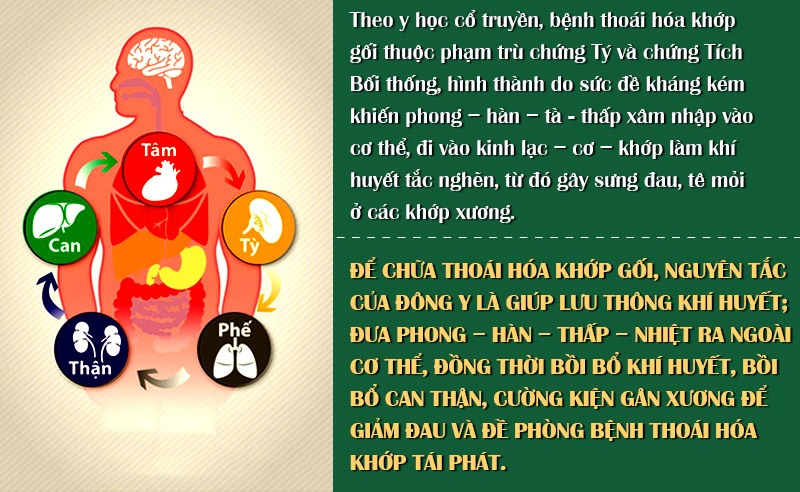 Nguyên tắc trị thoái hóa khớp từ gốc của Đông y