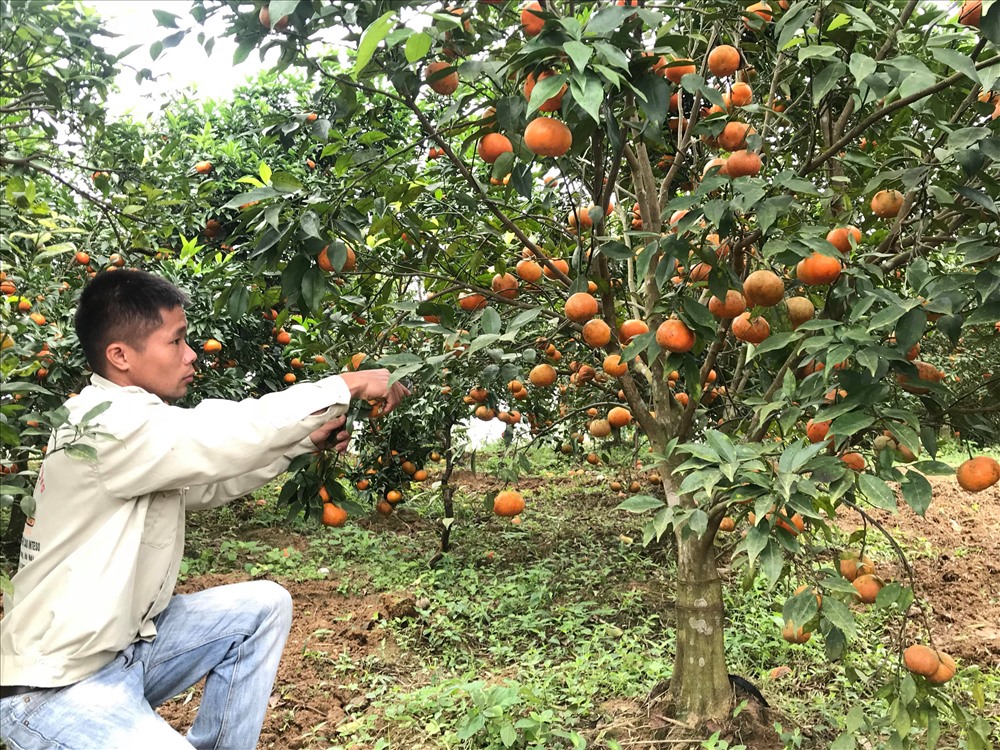 Để cây có quả đẹp, anh thường xuyên theo dõi từ lúc ra hoa đến đậu quả