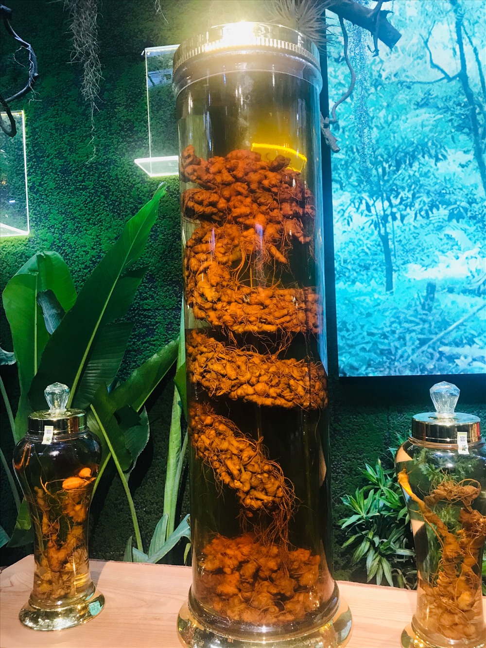 Sản phẩm sâm Ngọc Linh Kon Tum