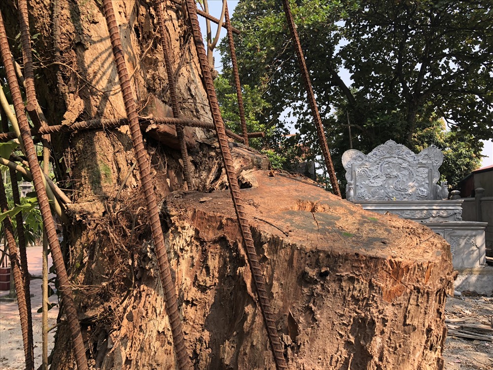 Một nhánh của cây sưa quý từng bị cưa trộm. Ảnh: Thành Trung