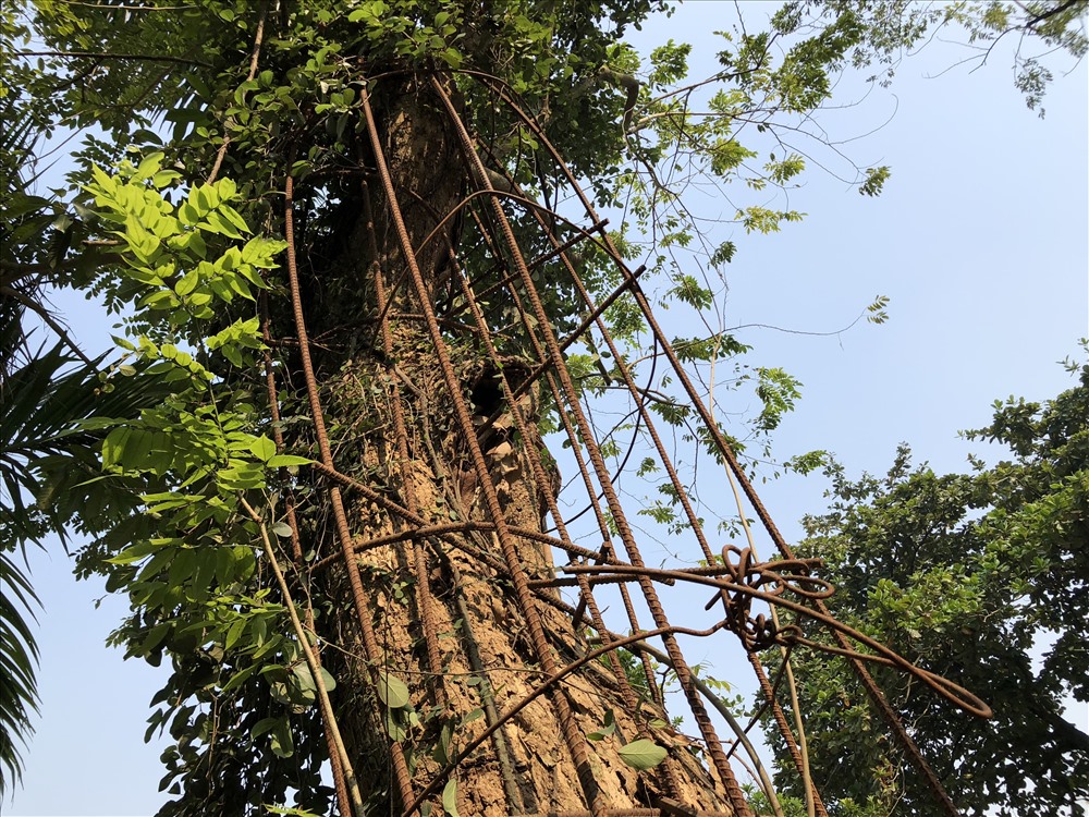 Sau vụ cưa trộm, người dân thôn đã hàn lướt thép để bảo vệ cây sưa. Ảnh: Thành Trung