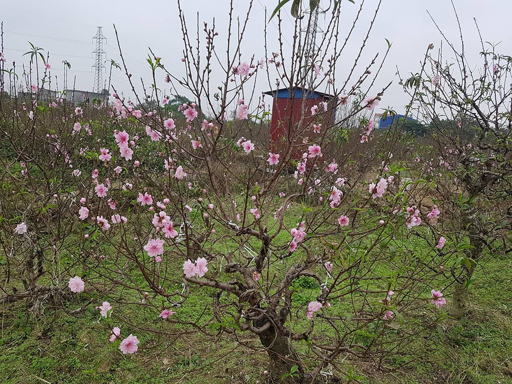 Đào đang bắt đầu nở rộ trên các cánh đồng trồng đào ở Hải Phòng.