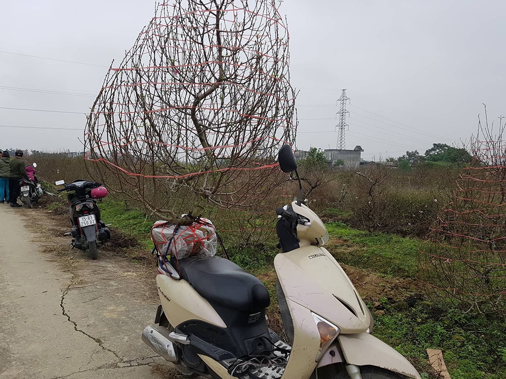Người dân khắp mọi nơi kéo đến đặt mua đào rất đông trên những cánh đồng tại huyện An Dương.