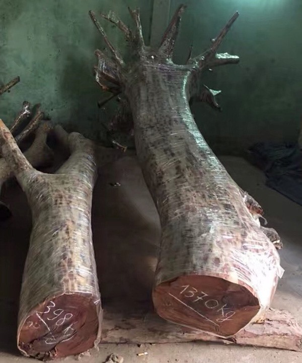 Thân và cành lớn của cây sưa đỏ ở Bắc Ninh từng được bán với giá hơn 24 tỷ đồng. Ảnh: PV
