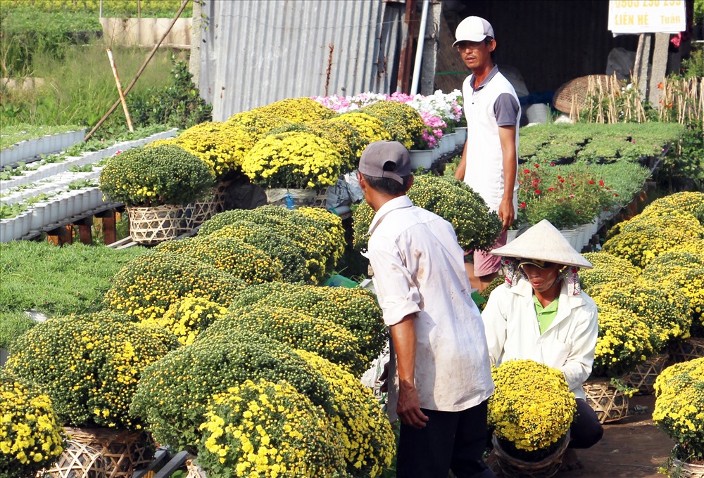 Nông dân chuẩn bị cúc mâm xôi giao cho thương lái. Ảnh: T.T