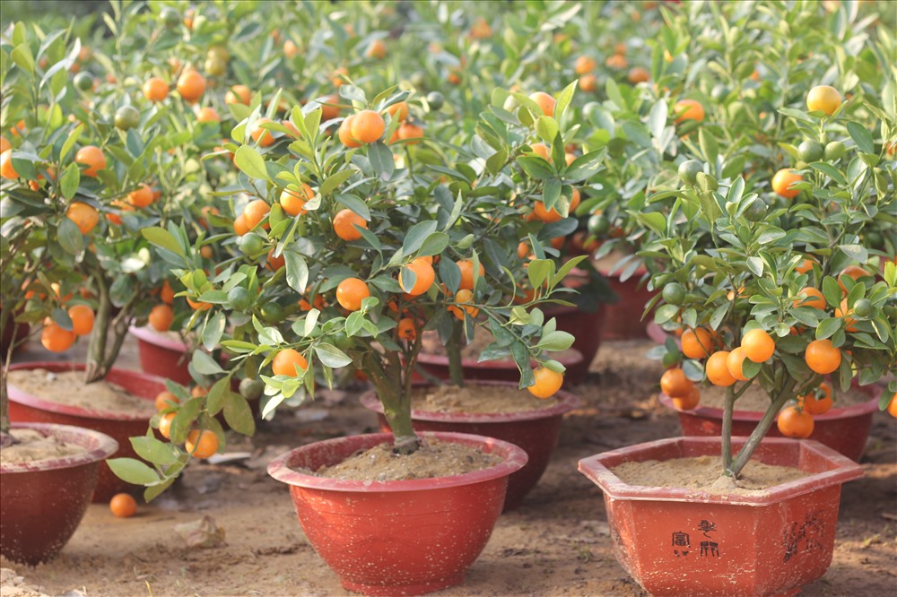 Theo tìm hiểu cây quất được bày bán nhiều trên thị trường thành Vinh, giá bán trung bình 400.000 - 800.000 đồng/ chậu. Ảnh: Viễn Chinh.