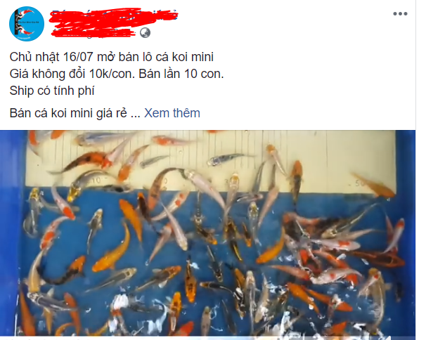 Cá koi Nhật được dùng để cúng ông Công ông Táo là loại rẻ.