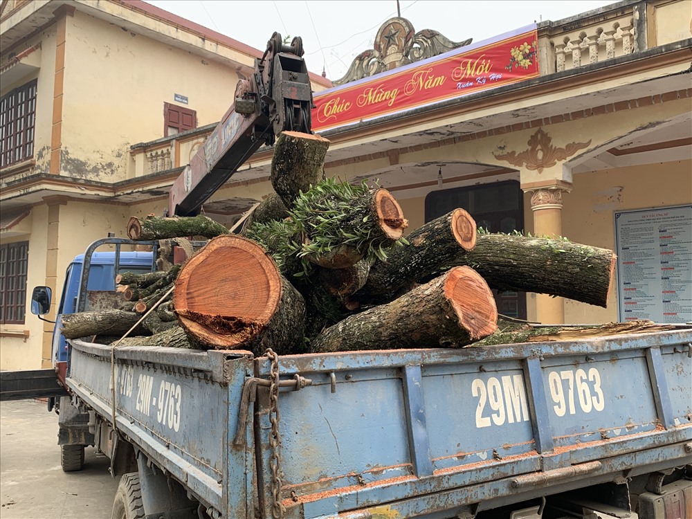 Gỗ sưa được chuyển từ chùa về sân Nhà văn hoá thôn.