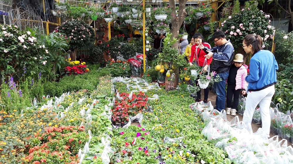 Cây cảnh ở đây rất phong phú, màu sắc rất đẹp, được nhiều người chọn mua để trang trí nhà cửa.