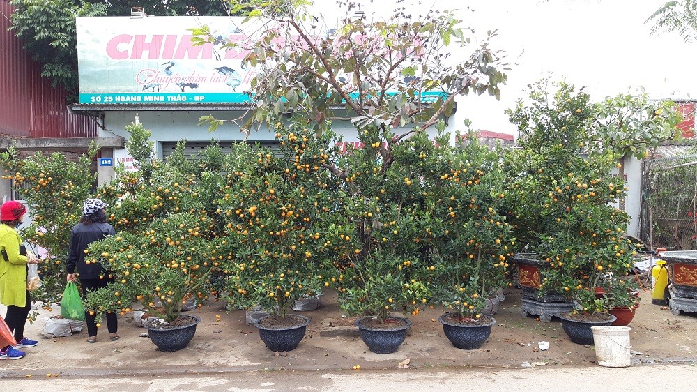 Cây quất chơi Tết được chuyển đến từ nơi khác đến, góp phần đa dạng cho chợ Hàng.