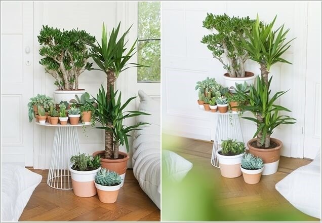 Cây cảnh được chia ra cây nội thất và ngoại thất.