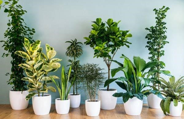 Nếu kê cây vào giữa phòng thì năng lượng của phòng sẽ giảm xuống.