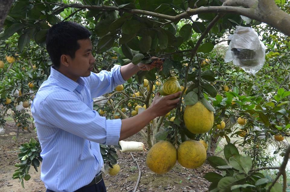 Bưởi Tài Lộc "độc lạ" giá tiền triệu vẫn cháy hàng cận Tết Nguyên đán