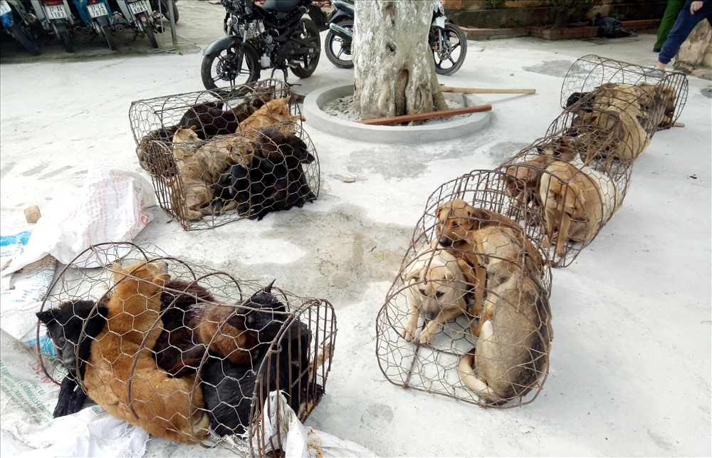 Số chó thu giữ tại thời điểm bị bắt