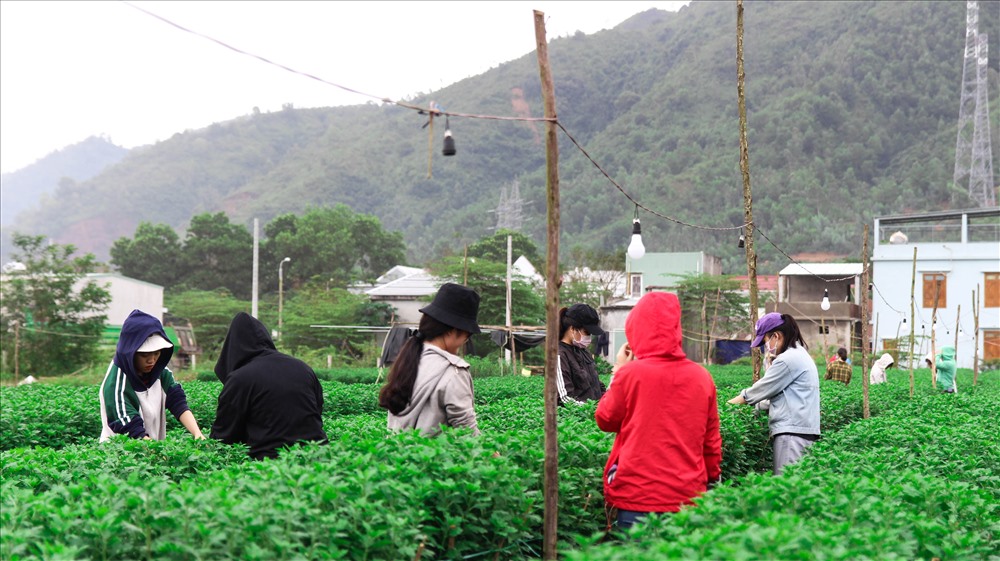 Tại những vườn hoa phục vụ tết trên địa bàn TP Đà Nẵng, nhiều sinh viên đang học tại các trường Cao đẳng, Đại học trên địa bàn TP tranh thủ những thời gian kiếm thêm thu nhập bằng nghề chăm sóc hoa Tết.