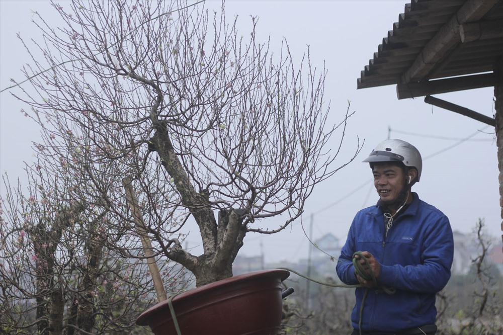 Sau Tết Nguyên đán, những gốc đào cổ thụ cho thuê nhanh chóng được “quy tụ” về các vườn đào tại Nhật Tân (Tây Hồ, Hà Nội).