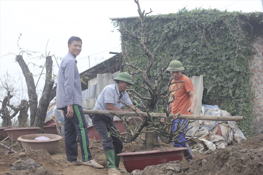 Những cây đào vừa phục vụ cho người dân đón Tết sẽ nhanh chóng được các chủ vườn thực hiện việc cắt lá, tỉa cành, trồng lại để phục vụ cho vụ mùa tiếp theo.