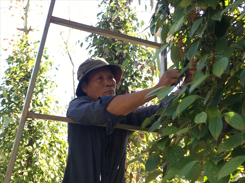 Giá tiêu giảm sâu, nhân công đắt đỏ, khiến người nông dân tại huyện Châu Đức gặp nhiều khó khăn