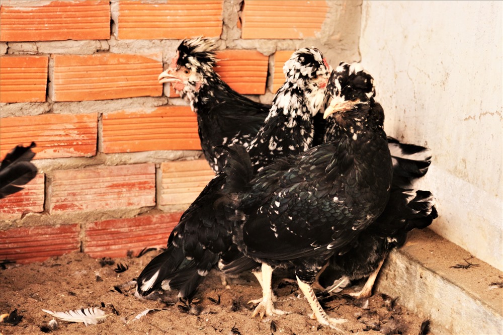 Gà Quý Phi là một giống gà ngoại nhập, có hình thù gá bắt mắt. Trong lượng cũng xấp xỉ giống gà thông thường nhưng lại có giá thành cao gần gấp đôi. Ảnh: Bảo Trung