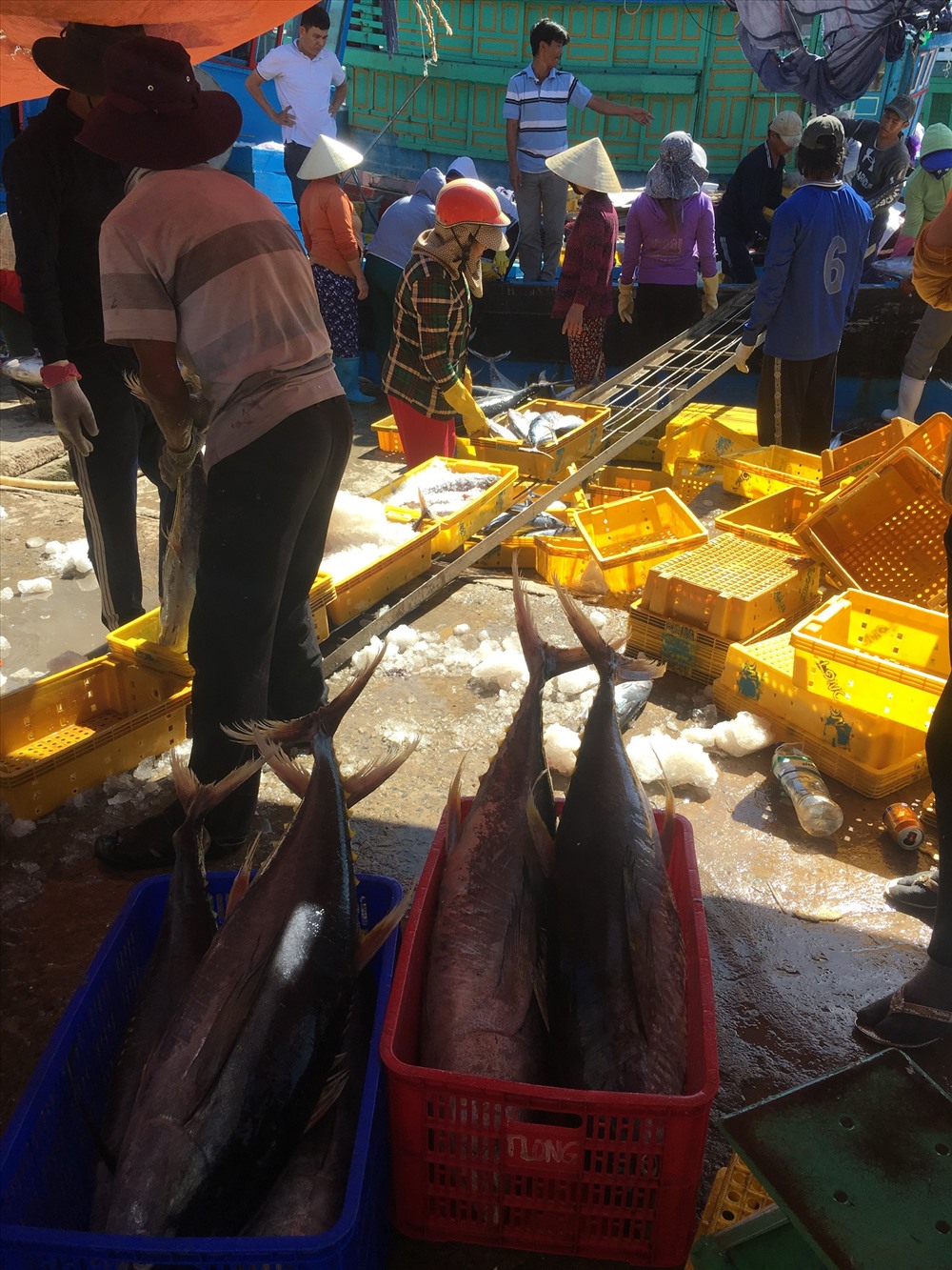 Những con cá ngư đại dương có trọng lượng trên 15kg. Ảnh: Đ.V