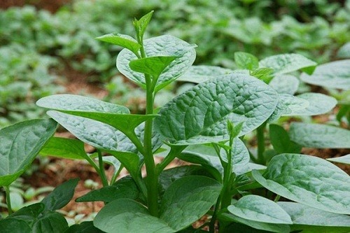 Chữa khô da cho bé bằng lá mồng tơi.