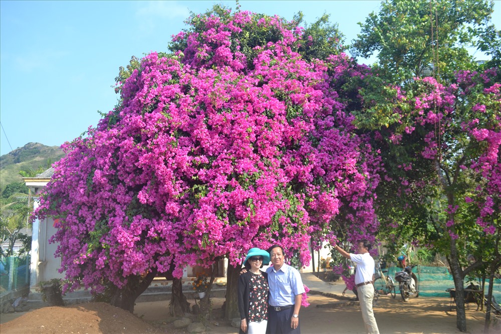 Cây hoa giấy “khủng” trước nhà bà Nhiều.