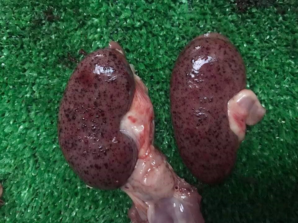 Lợn mắc ASF khi mổ ra có thận tụ máu. (Ảnh: Khoa Thú y Học viện Nông nghiệp VN)