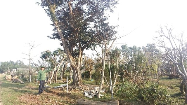 Vườn cây cảnh này được chủ nhân cho biết có giá trị gần 1 tỷ đồng