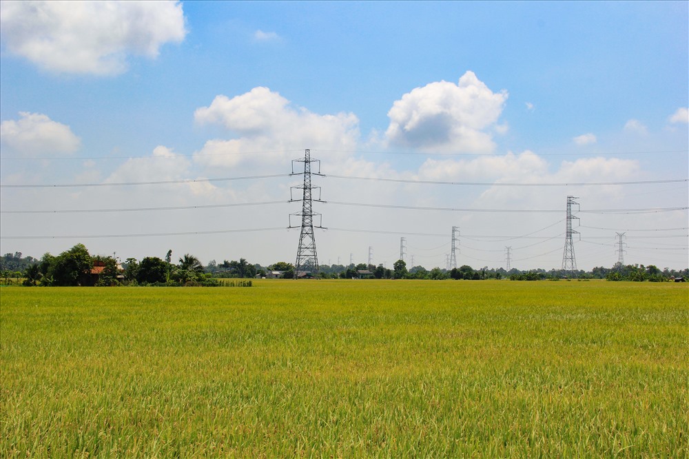 Lúa chín tới, chưa có người mua.