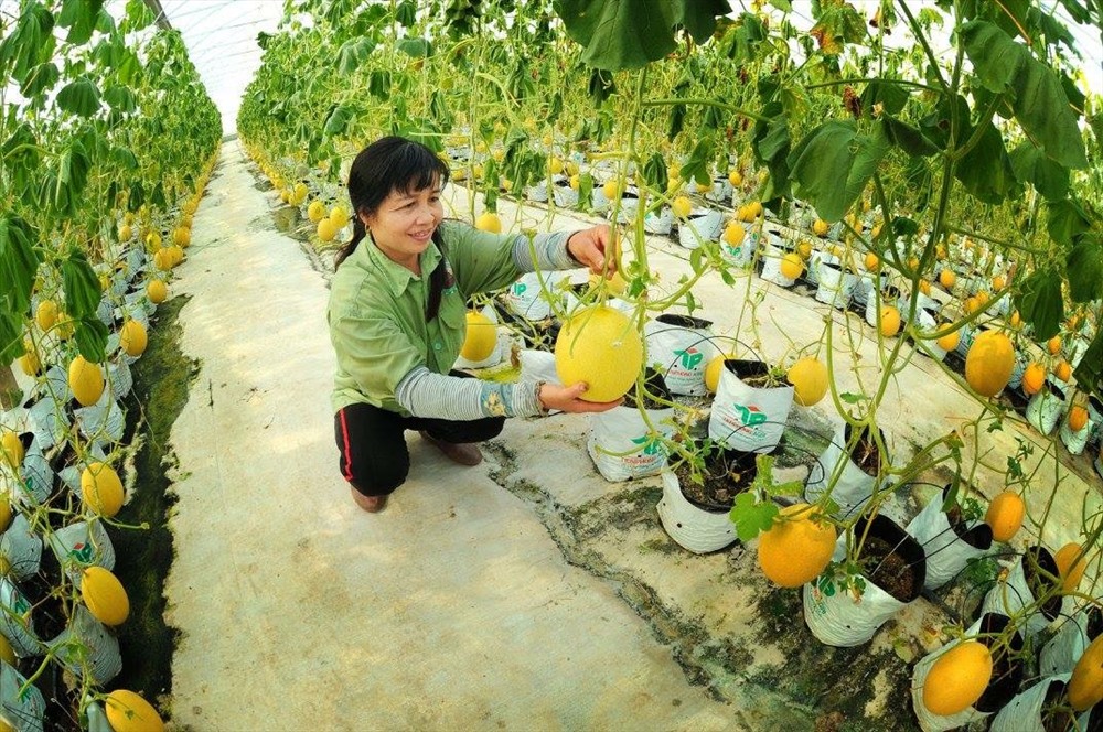 Trồng dưa lưới áp dụng công nghệ cao. Ảnh: Q.H