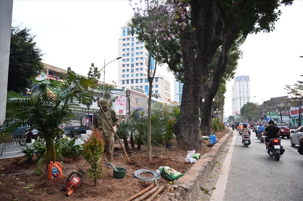 Trên đường Giảng Võ, công nhân đang trồng thêm cây xanh ở giải phân cách.