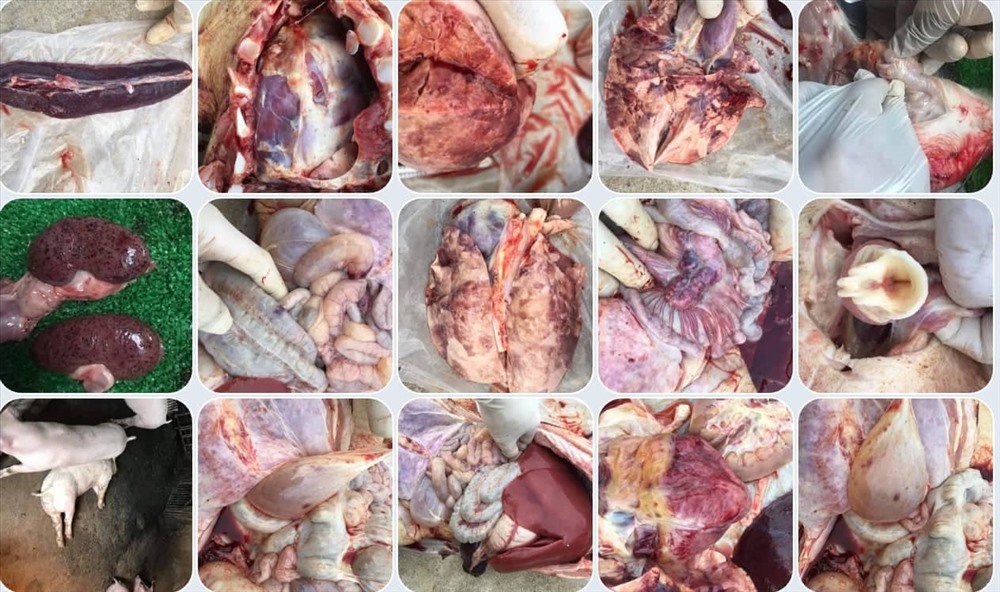 Hình ảnh nội tạng lợn bị bệnh ASF. Ảnh: Cục Thú y