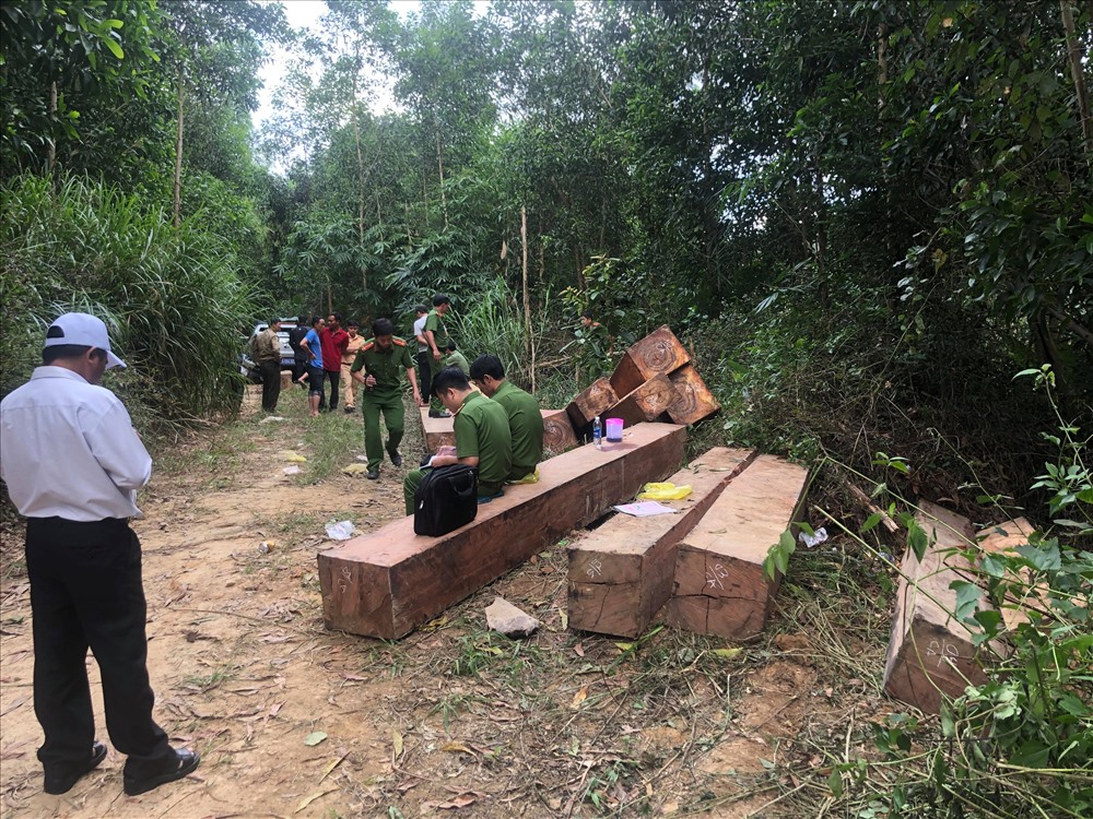 Toàn bộ số gỗ có tổng khối lượng gần 15m3.