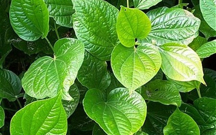 Lá lốt điều trị dị ứng thời tiết.
