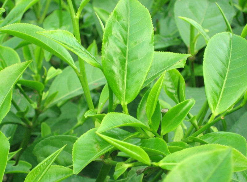Điều trị dị ứng thời tiết bằng lá trà xanh.